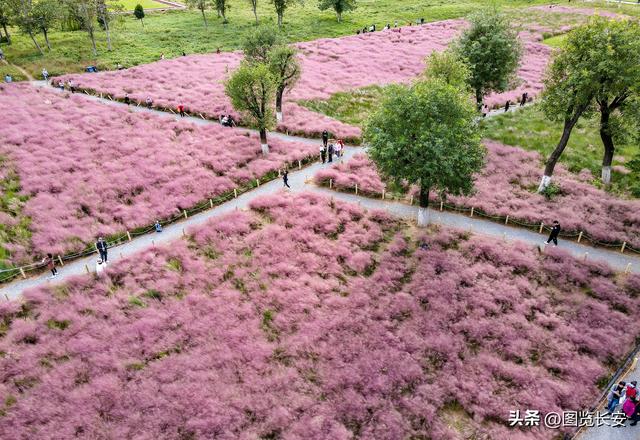 西安花海休闲园西安花恋海舞厅营业吗西安花海舞厅营业吗「西安花海休闲园2、西安花恋海舞厅营业吗西安花恋海舞厅营业吗」  第3张