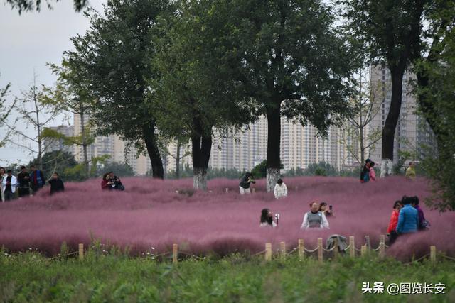 西安花海休闲园西安花恋海舞厅营业吗西安花海舞厅营业吗「西安花海休闲园2、西安花恋海舞厅营业吗西安花恋海舞厅营业吗」  第4张