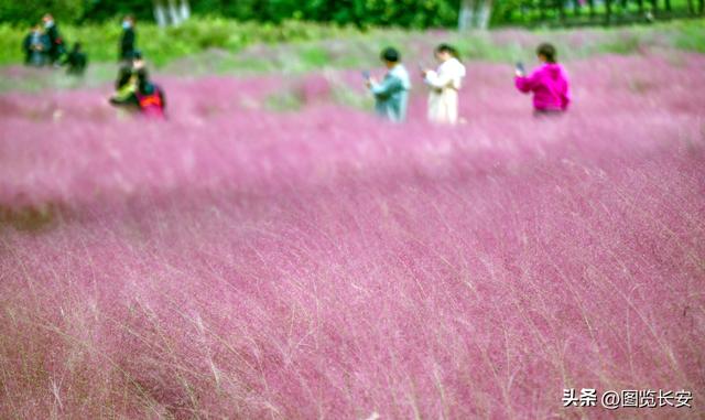 西安花海休闲园西安花恋海舞厅营业吗西安花海舞厅营业吗「西安花海休闲园2、西安花恋海舞厅营业吗西安花恋海舞厅营业吗」  第5张