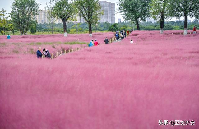 西安花海休闲园西安花恋海舞厅营业吗西安花海舞厅营业吗「西安花海休闲园2、西安花恋海舞厅营业吗西安花恋海舞厅营业吗」  第6张