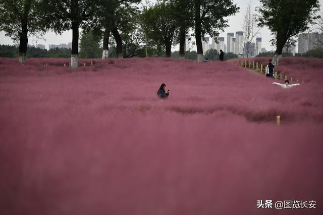 西安花海休闲园西安花恋海舞厅营业吗西安花海舞厅营业吗「西安花海休闲园2、西安花恋海舞厅营业吗西安花恋海舞厅营业吗」  第8张