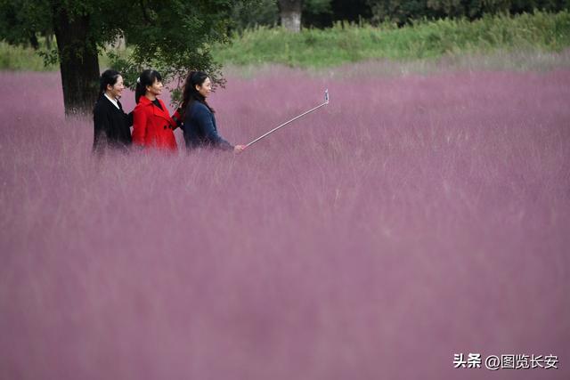 西安花海休闲园西安花恋海舞厅营业吗西安花海舞厅营业吗「西安花海休闲园2、西安花恋海舞厅营业吗西安花恋海舞厅营业吗」  第9张