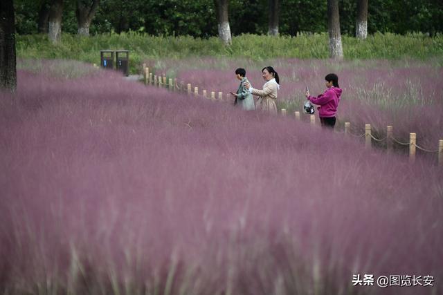 西安花海休闲园西安花恋海舞厅营业吗西安花海舞厅营业吗「西安花海休闲园2、西安花恋海舞厅营业吗西安花恋海舞厅营业吗」  第7张