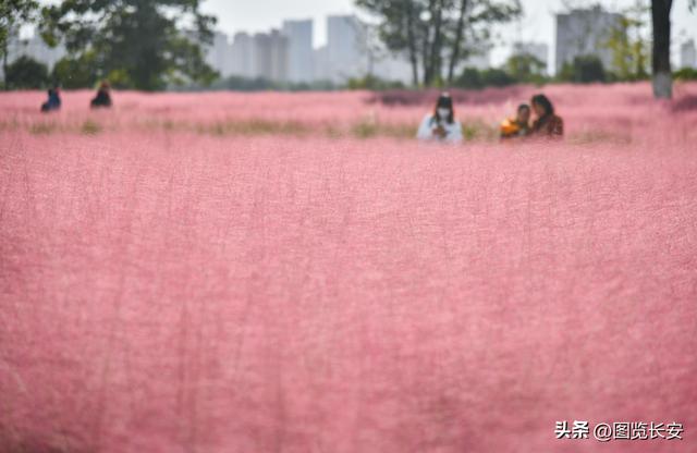 西安花海休闲园西安花恋海舞厅营业吗西安花海舞厅营业吗「西安花海休闲园2、西安花恋海舞厅营业吗西安花恋海舞厅营业吗」  第10张