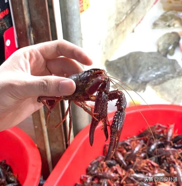 西安旅游攻略之早市篇「西安休闲食品批发市场，西安东关集市开业时间还不久」  第34张