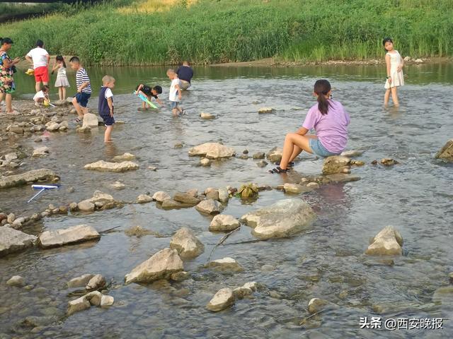 西安浐河西路附近的河道上演“明知山有虎”「浐河西路下河戏水」  第1张