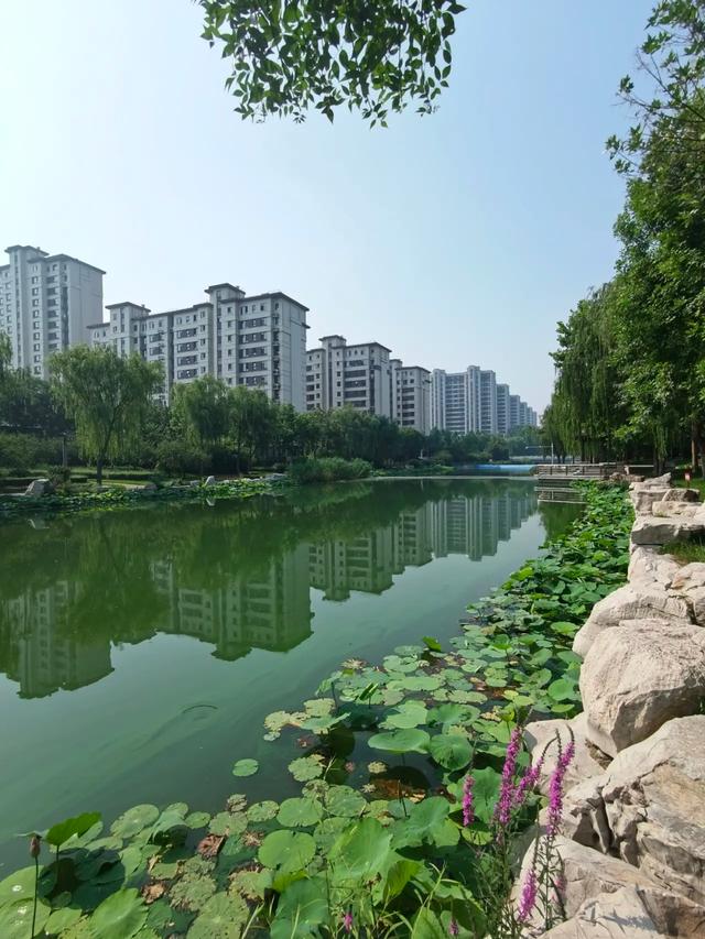 西安市有一处免费的赏荷花网红打卡点，环境好景色美，周末散心遛娃好地方，你去过吗？「西安周边600公里能玩的地方？」  第1张