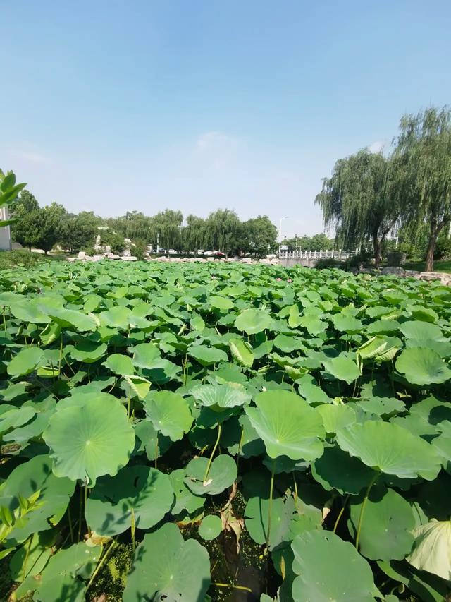 西安市有一处免费的赏荷花网红打卡点，环境好景色美，周末散心遛娃好地方，你去过吗？「西安周边600公里能玩的地方？」  第4张