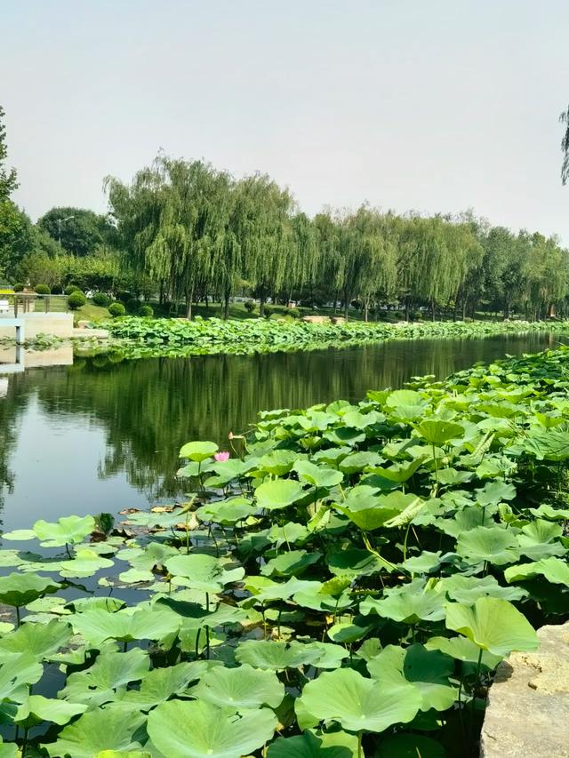 西安市有一处免费的赏荷花网红打卡点，环境好景色美，周末散心遛娃好地方，你去过吗？「西安周边600公里能玩的地方？」  第7张