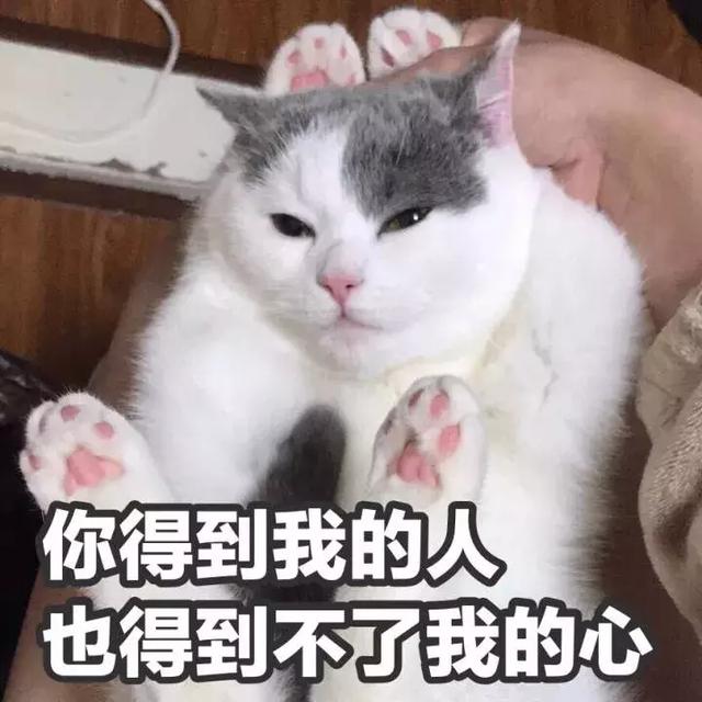 西安碑林博物馆的猫系首领，势力强大「西安碑林博物馆“飒露黄——噬元兽”」  第1张