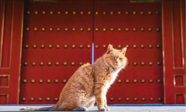 西安碑林博物馆的猫系首领，势力强大「西安碑林博物馆“飒露黄——噬元兽”」  第4张