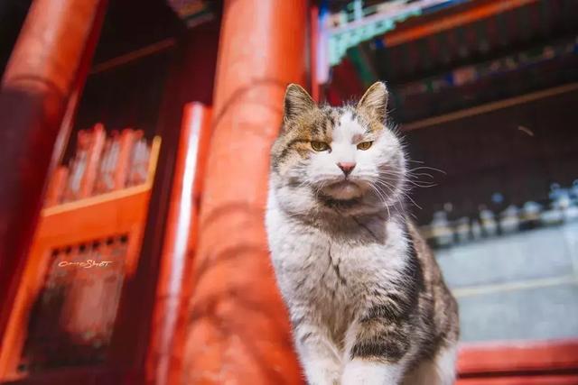 西安碑林博物馆的猫系首领，势力强大「西安碑林博物馆“飒露黄——噬元兽”」  第2张