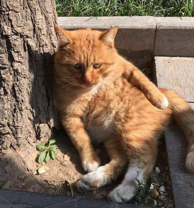 西安碑林博物馆的猫系首领，势力强大「西安碑林博物馆“飒露黄——噬元兽”」  第18张