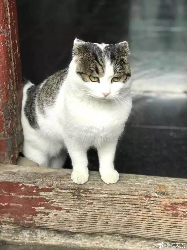 西安碑林博物馆的猫系首领，势力强大「西安碑林博物馆“飒露黄——噬元兽”」  第23张