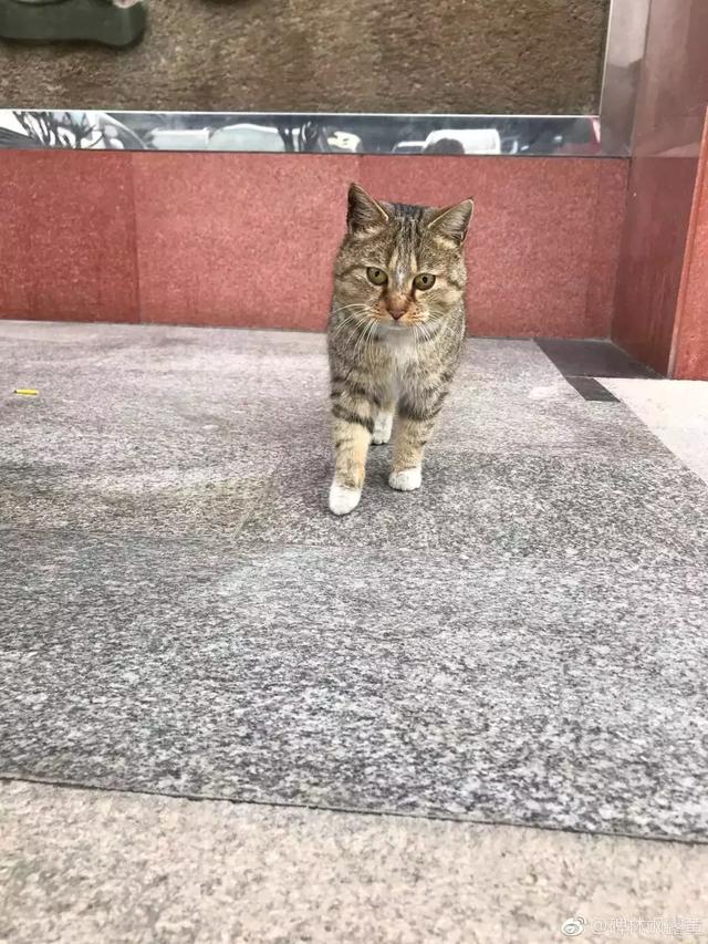 西安碑林博物馆的猫系首领，势力强大「西安碑林博物馆“飒露黄——噬元兽”」  第29张