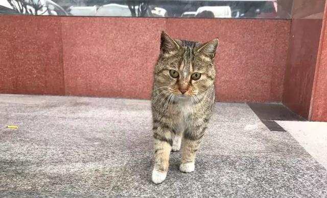 西安碑林博物馆的猫系首领，势力强大「西安碑林博物馆“飒露黄——噬元兽”」  第30张