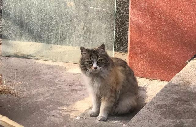 西安碑林博物馆的猫系首领，势力强大「西安碑林博物馆“飒露黄——噬元兽”」  第33张