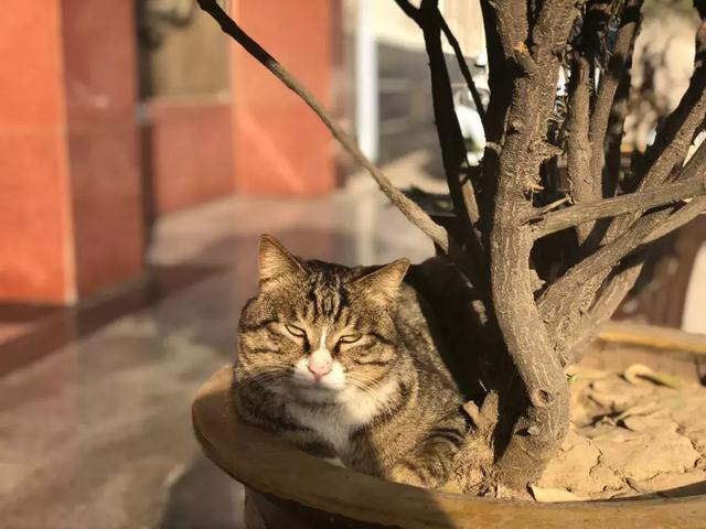 西安碑林博物馆的猫系首领，势力强大「西安碑林博物馆“飒露黄——噬元兽”」  第32张