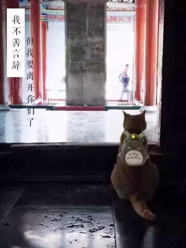 西安碑林博物馆的猫系首领，势力强大「西安碑林博物馆“飒露黄——噬元兽”」  第35张