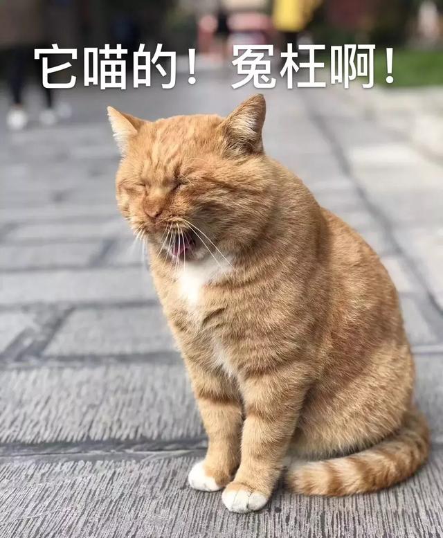 西安碑林博物馆的猫系首领，势力强大「西安碑林博物馆“飒露黄——噬元兽”」  第39张