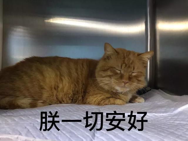 西安碑林博物馆的猫系首领，势力强大「西安碑林博物馆“飒露黄——噬元兽”」  第41张