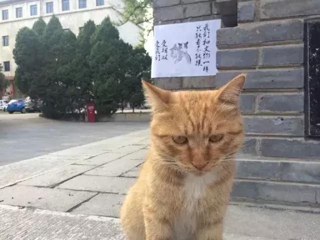 西安碑林博物馆的猫系首领，势力强大「西安碑林博物馆“飒露黄——噬元兽”」  第37张