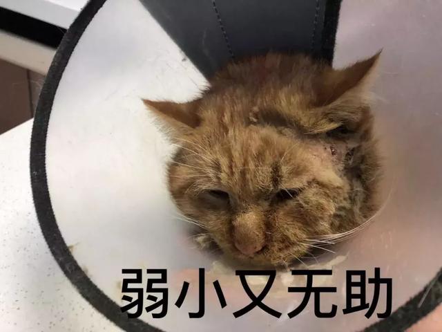 西安碑林博物馆的猫系首领，势力强大「西安碑林博物馆“飒露黄——噬元兽”」  第40张