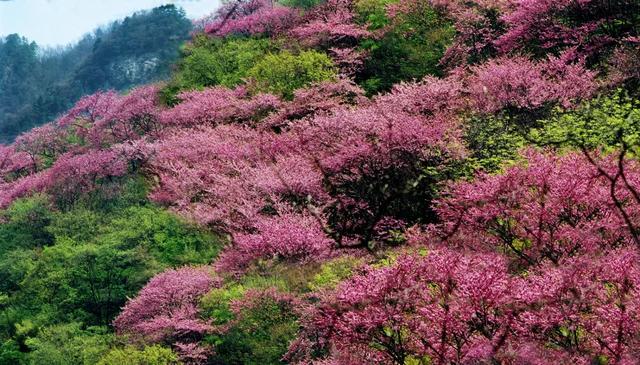 西安江南休闲会所春风依旧，莺飞草长“谭家村—栎阳湖风景区”「西安旅游攻略——西安旅游攻略」  第16张