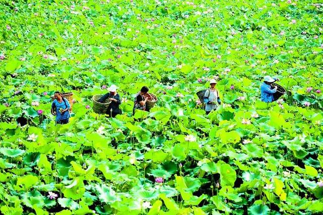 西安旅游攻略｜西安最大公园——荷苑「西安兴庆宫公园开放时间开放时间为每日6:00(」  第21张