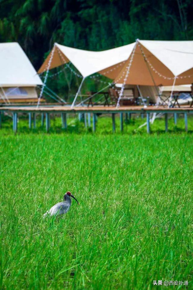 西安郊区休闲summerlife格兰篷帐篷营地「西安夏日荷花盛开季节在此感受大自然赋予大自然赋予的身心享受」  第11张