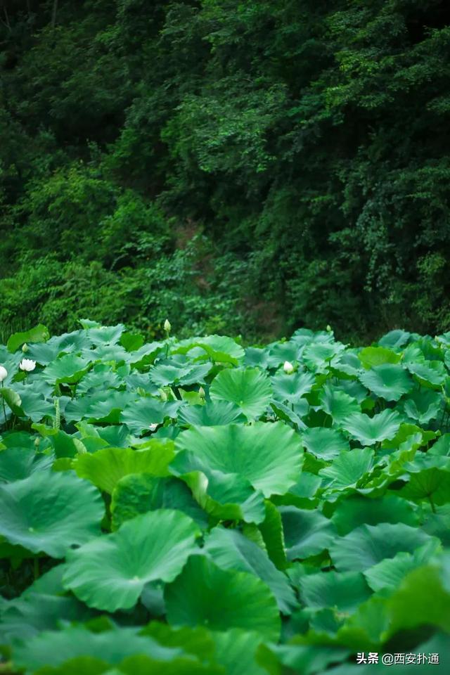 西安郊区休闲summerlife格兰篷帐篷营地「西安夏日荷花盛开季节在此感受大自然赋予大自然赋予的身心享受」  第23张