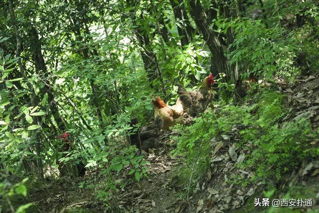 西安郊区休闲summerlife格兰篷帐篷营地「西安夏日荷花盛开季节在此感受大自然赋予大自然赋予的身心享受」  第31张