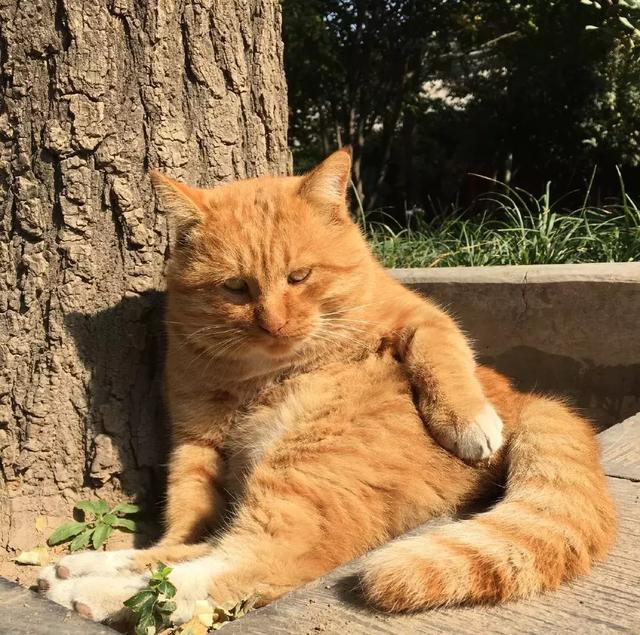 西安碑林博物馆的猫系首领，势力强大「西安碑林博物馆“噬元兽”飒露黄——噬元兽」  第17张