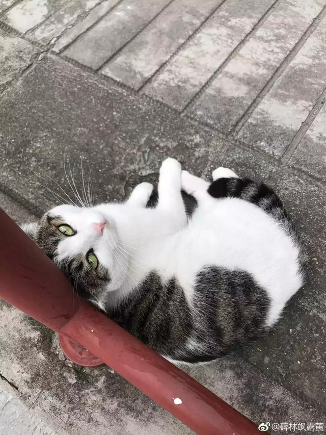 西安碑林博物馆的猫系首领，势力强大「西安碑林博物馆“噬元兽”飒露黄——噬元兽」  第9张