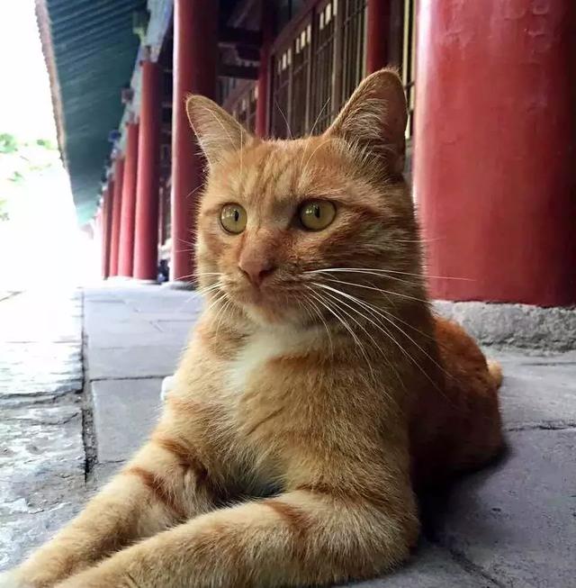 西安碑林博物馆的猫系首领，势力强大「西安碑林博物馆“噬元兽”飒露黄——噬元兽」  第16张