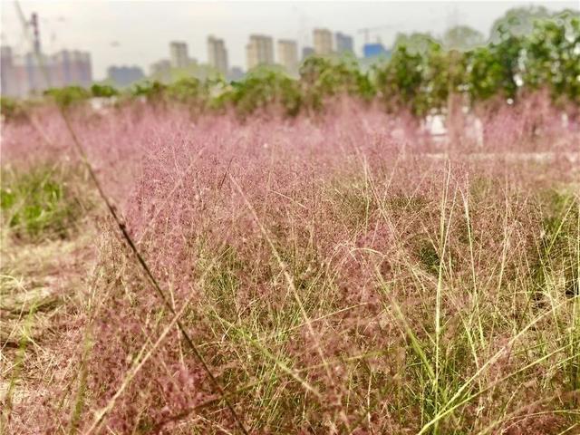 西安城市生态公园跑步休闲公园今年十一，西安环城公园跑步路线「西安城市生态公园」  第24张