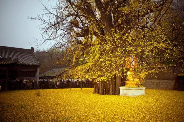 西安旅游攻略｜西安旅游攻略「西安休闲免费景点七七、西安上林苑是免票的吗」  第57张