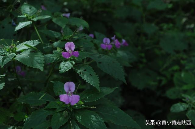 西安蓝田县王顺山和王顺山和王顺山和王顺山的玉山和王顺山「西安周边游——王顺山」  第16张