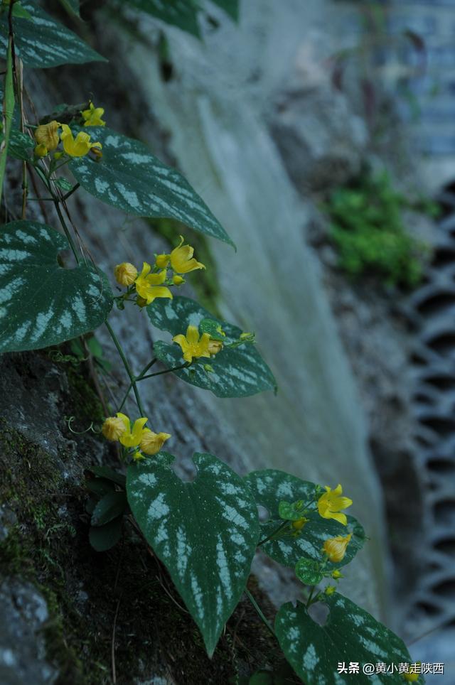 西安蓝田县王顺山和王顺山和王顺山和王顺山的玉山和王顺山「西安周边游——王顺山」  第18张