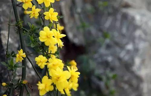 西安西郊周末休闲春回大地赏花好时光…贴心蔷薇花…「2018西安赏花攻略」  第4张