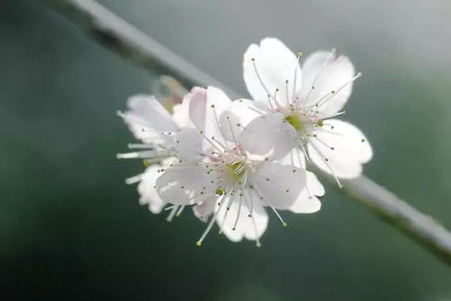 西安西郊周末休闲春回大地赏花好时光…贴心蔷薇花…「2018西安赏花攻略」  第7张