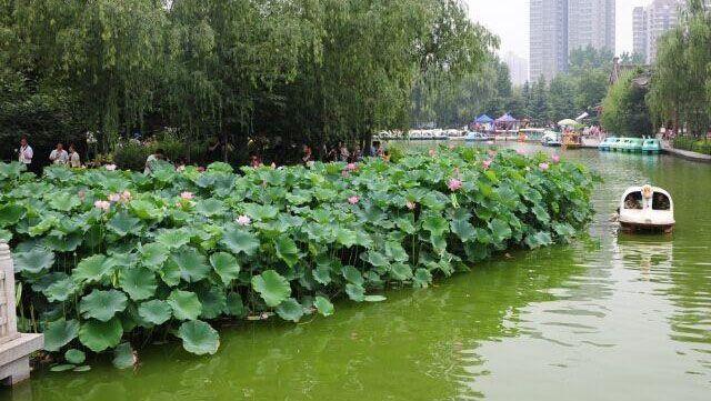 西安西郊周末休闲春回大地赏花好时光…贴心蔷薇花…「2018西安赏花攻略」  第17张