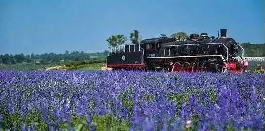 西安西郊周末休闲春回大地赏花好时光…贴心蔷薇花…「2018西安赏花攻略」  第21张