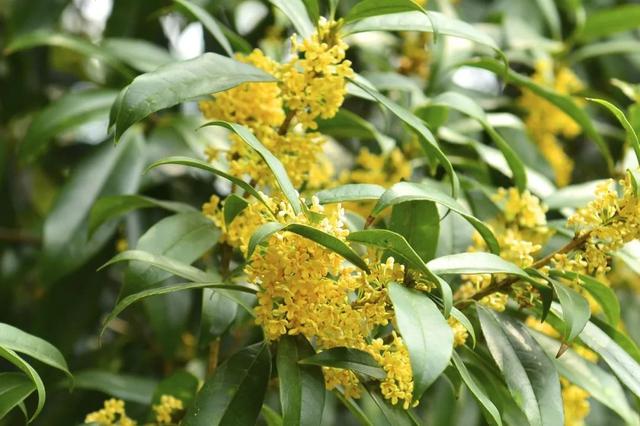 西安西郊周末休闲春回大地赏花好时光…贴心蔷薇花…「2018西安赏花攻略」  第23张