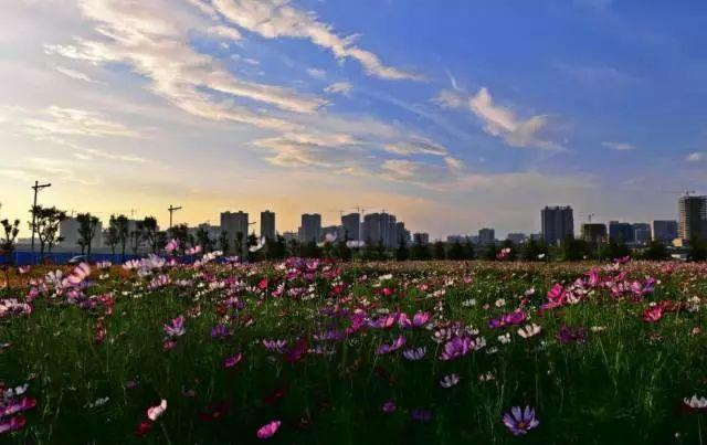 西安西郊周末休闲春回大地赏花好时光…贴心蔷薇花…「2018西安赏花攻略」  第26张