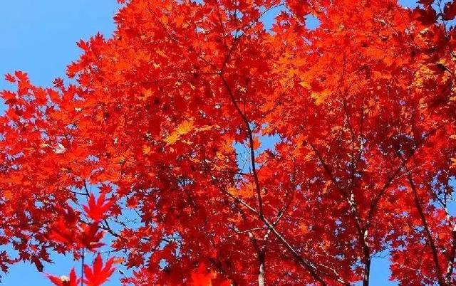 西安西郊周末休闲春回大地赏花好时光…贴心蔷薇花…「2018西安赏花攻略」  第31张