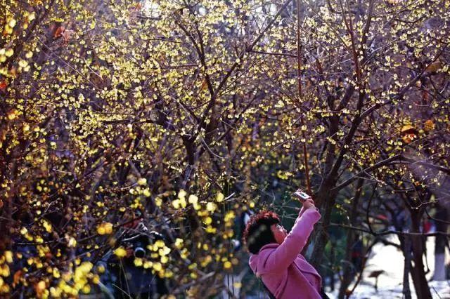 西安西郊周末休闲春回大地赏花好时光…贴心蔷薇花…「2018西安赏花攻略」  第37张