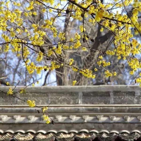 西安西郊周末休闲春回大地赏花好时光…贴心蔷薇花…「2018西安赏花攻略」  第43张