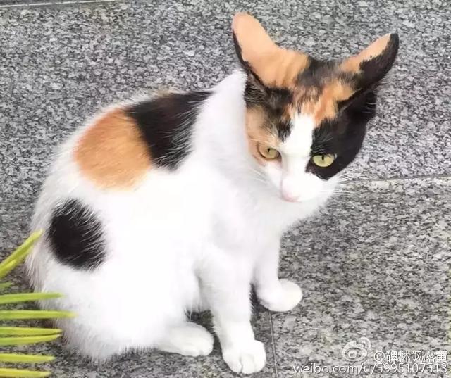 西安碑林博物馆的猫系首领，势力强大「西安碑林博物馆猫系首领飒露黄——噬元兽」  第25张