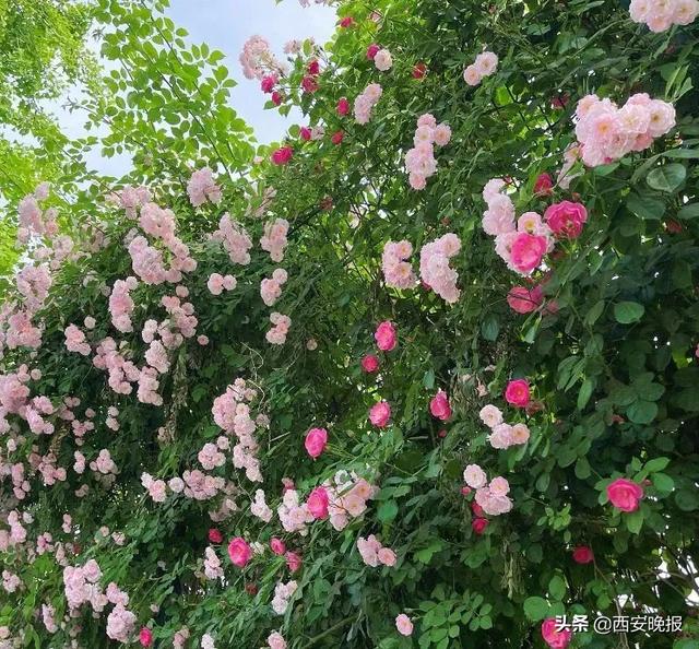 西安蔷薇花开正当时「西安最适合做花海的小雏菊植物是什么植物是什么」  第19张